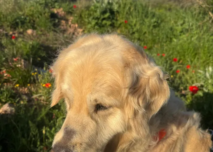 度假居 Cal Capdevila