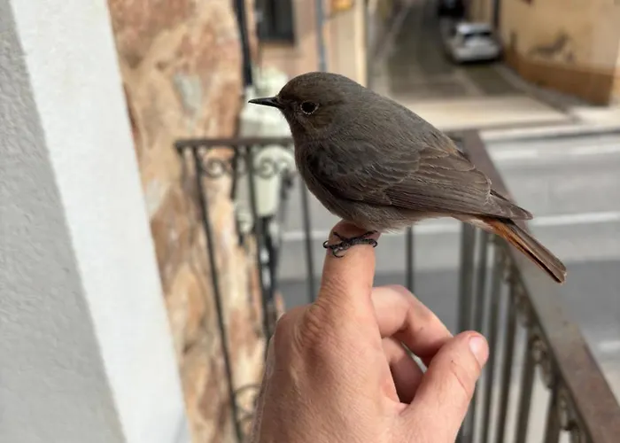 Cal Capdevila * Pira